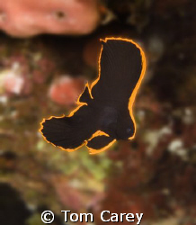Pinnate Spadefish small juvenille Platex Pinnatus, Indonesia by Tom Carey 